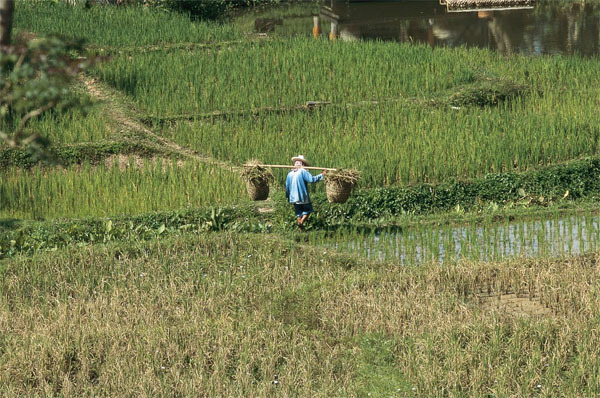 Chiang Mai: Entretenimento