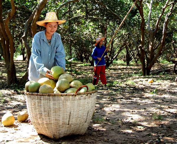 Comunidades Verdes 